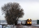 UP SD70M #4367 leads the northbound Cache Valley Local (LCG-41C) passing the "Big Tree" off 400 W. in Smithfield, Utah April 13, 2022